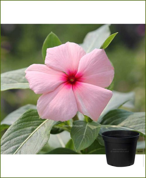 Vinca Pink 6 inch Pot