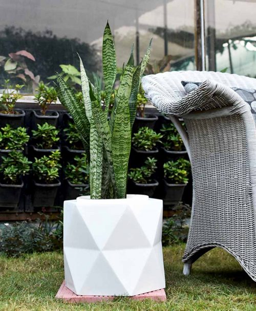 Fiber Glass Hexagon Shape Gray Planter with Snake Plant Green (Sansevieria)