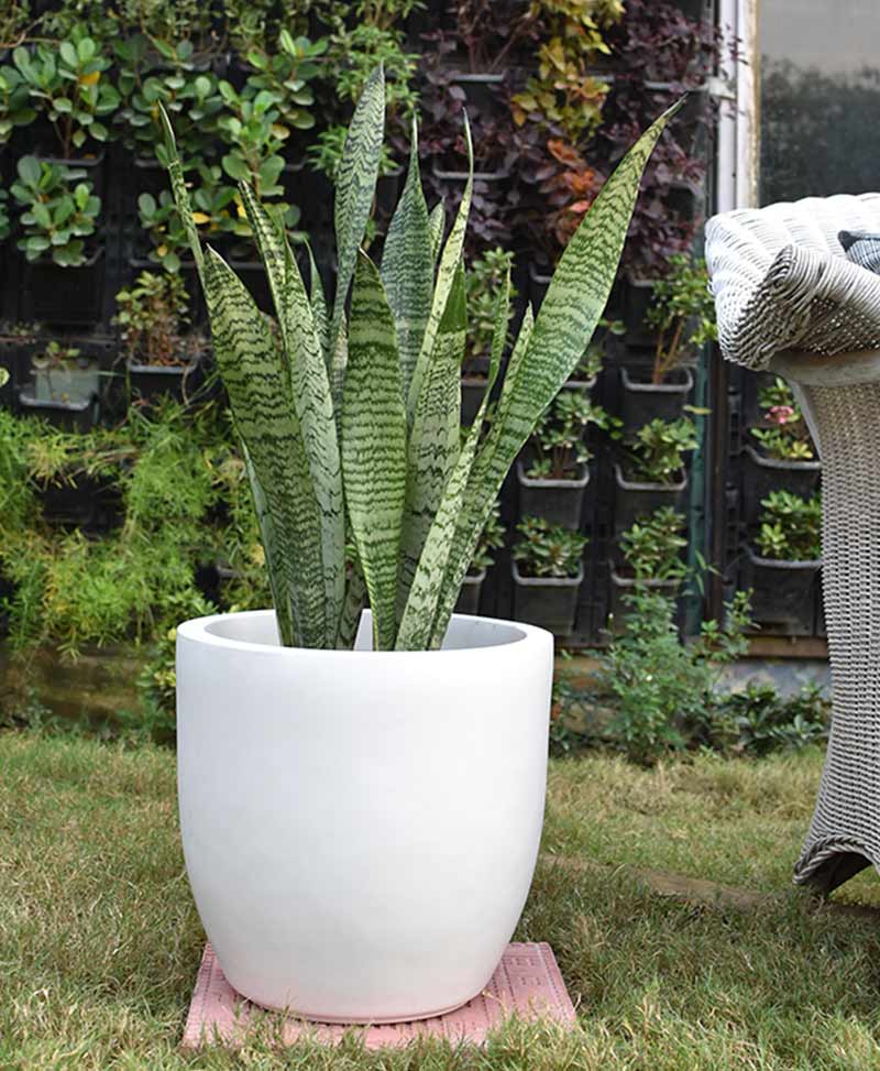 Fiber Glass Cup Shape Planter with Snake Plant Green (Sansevieria)