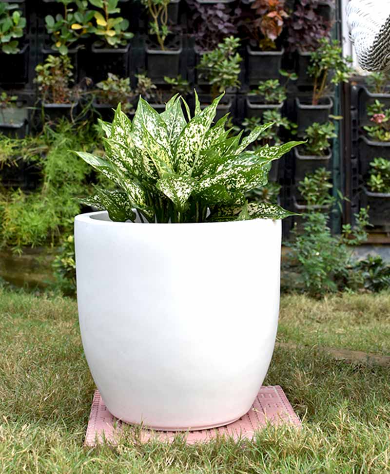 Fiber Glass Cup Shape Planter with Aglaonema Snow White