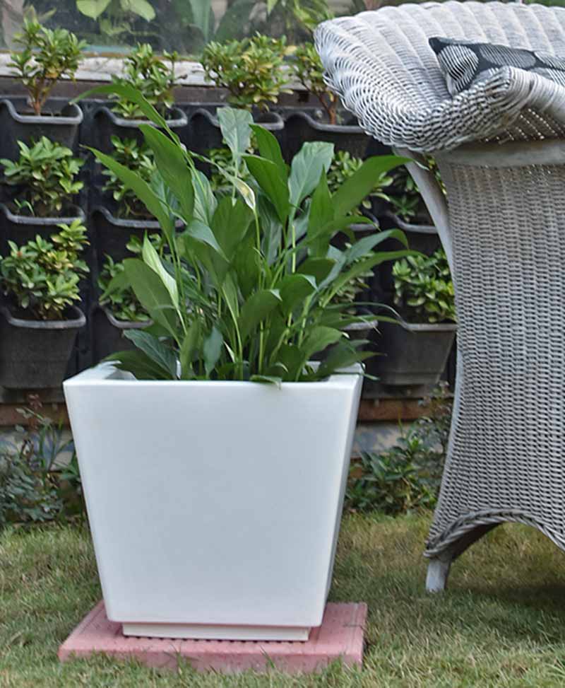 Fiber Glass Tapered Shape Planter with Peace Lily (Spathiphyllum)