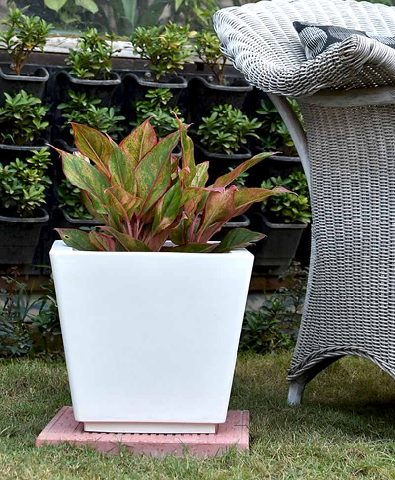 Fiber Glass Tapered Shape Planter with Aglaonema Red