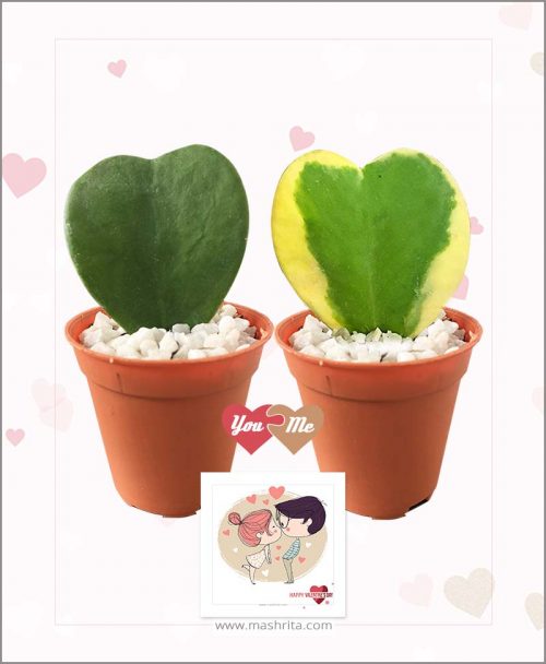 Hoya Kerrii Sweet Heart Combo