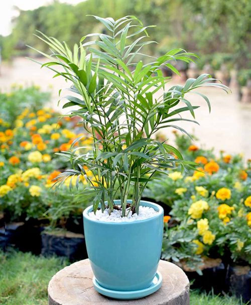 Ceramic Sea Green Oval Pot with Chamaedorea Elegans